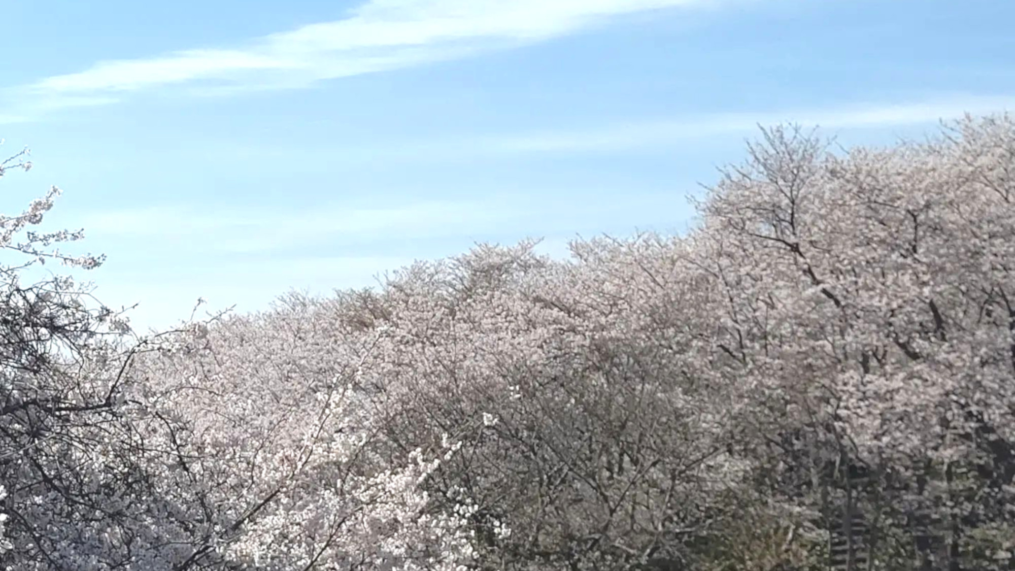 ＜祝☆１０周年＞【基本会席】日頃の感謝を込めて。特別プラン〜花かざしの誕生日〜