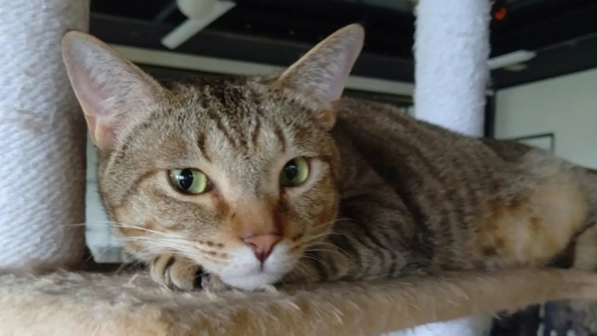 【姫宿　花かざしの朝ごはん】観光や周辺グルメを思う存分楽しみたい方に！体に優しい食材豊富な朝食プラン