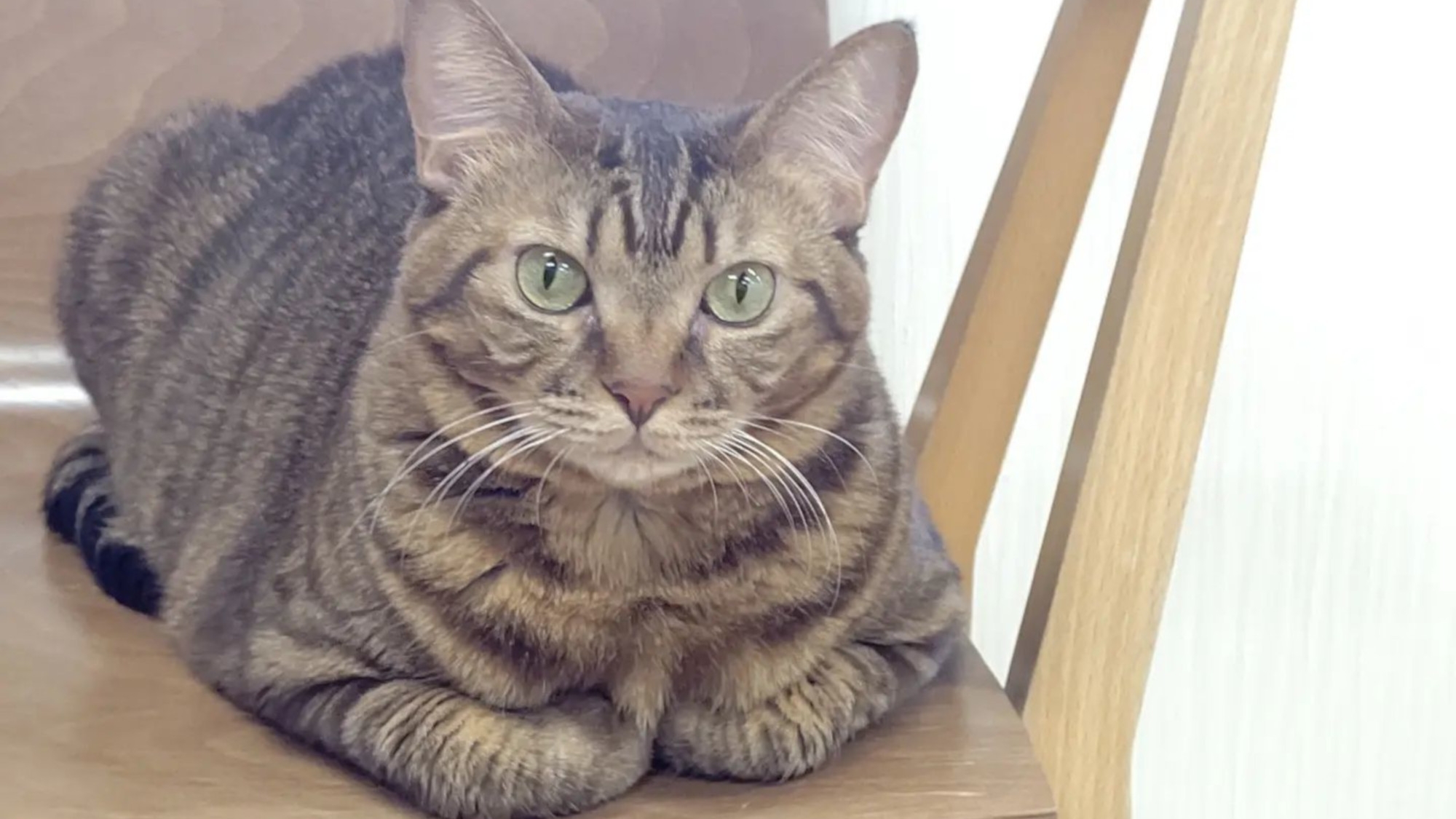 【猫宿はなはな】保護猫活動家でもある当館女将が愛して止まない猫たちの癒し効果を是非ご体験ください