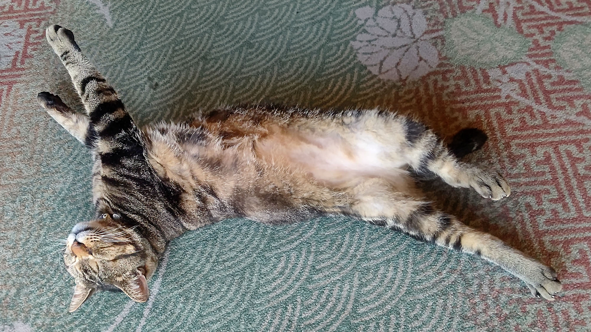 【当館看板猫　「おやかた」】お客様をロビーでお出迎えしています。