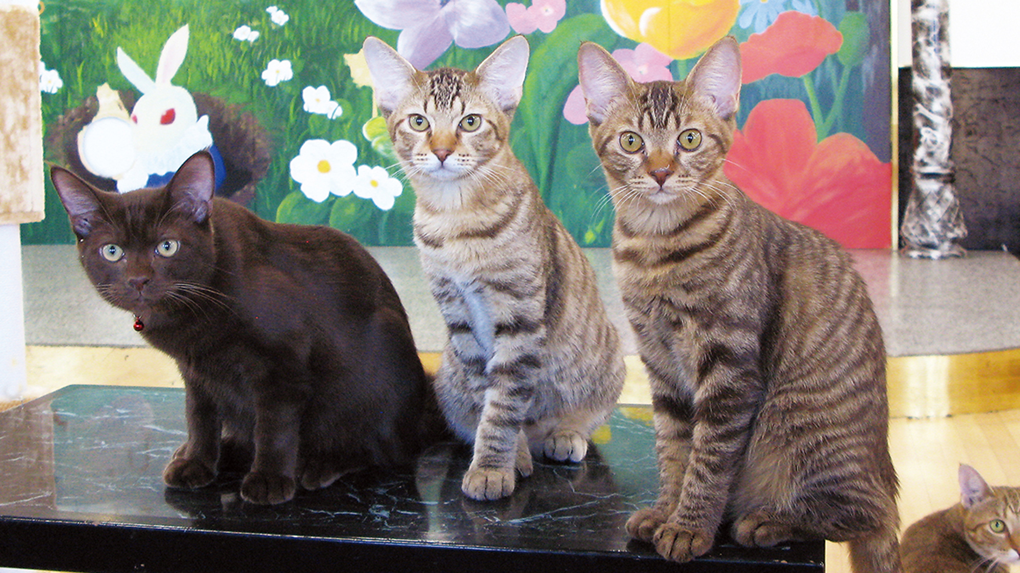 【別棟　猫宿はなはな】利用料（ワンドリンク付）は、施設維持や猫の健康維持の為に使わせていただきます