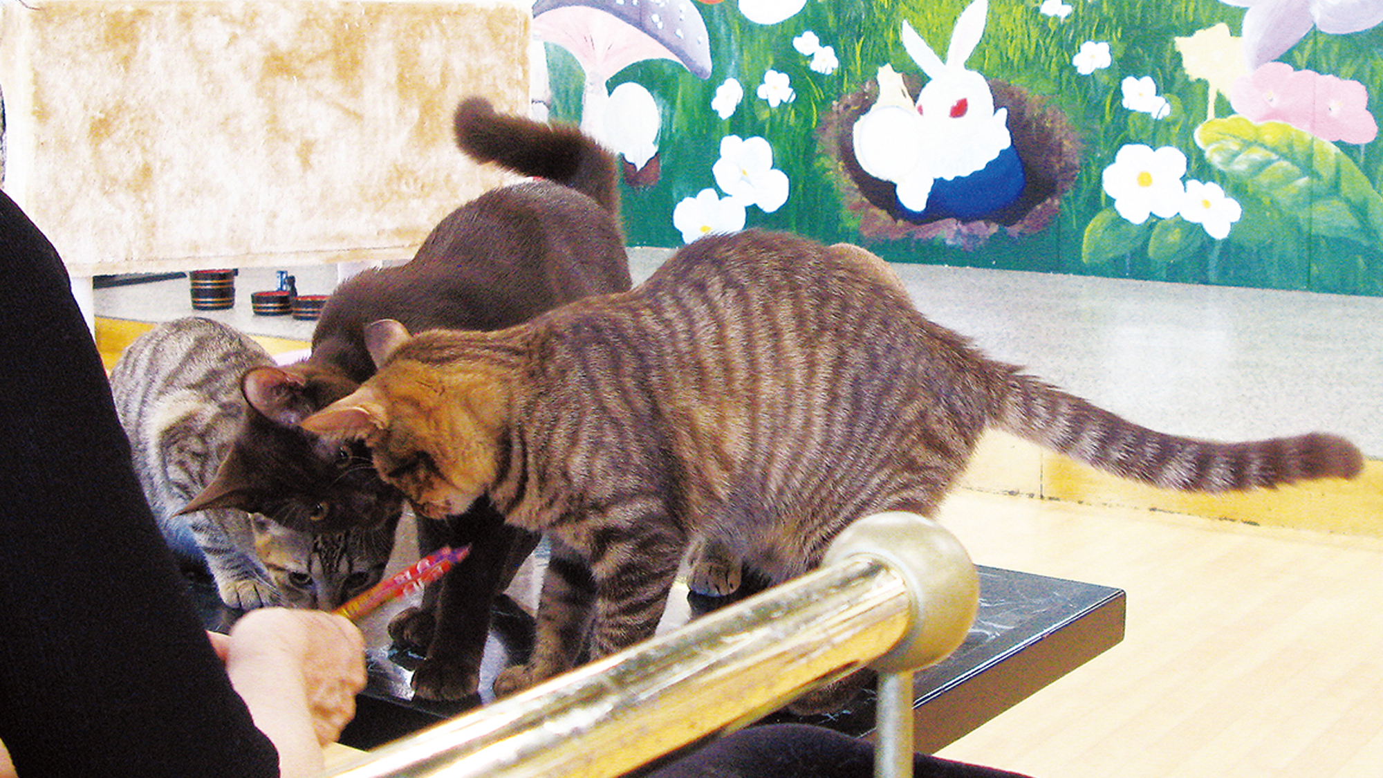 【別棟　猫宿はなはな】当館にご宿泊でなくてもご利用いただけます　直接お電話でお問い合わせください