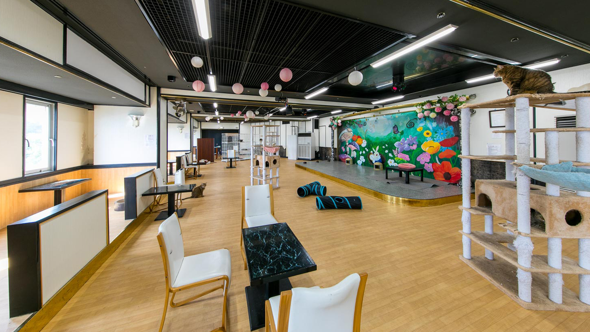 【別棟　猫宿はなはな】完全に別棟となっていますので猫が苦手な方でも当館のご利用には支障ございません