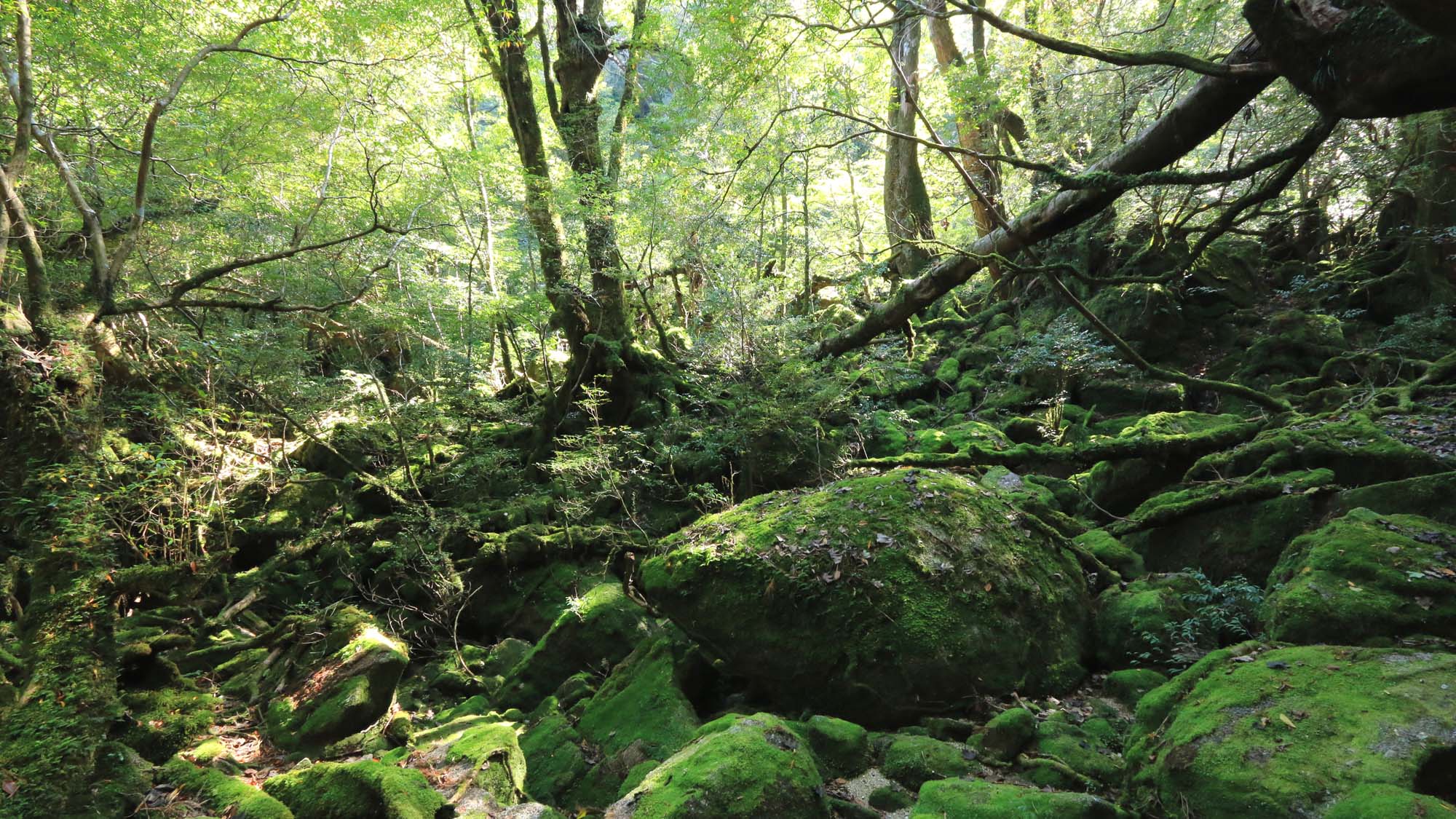 苔むす森（旧ジブリの森）