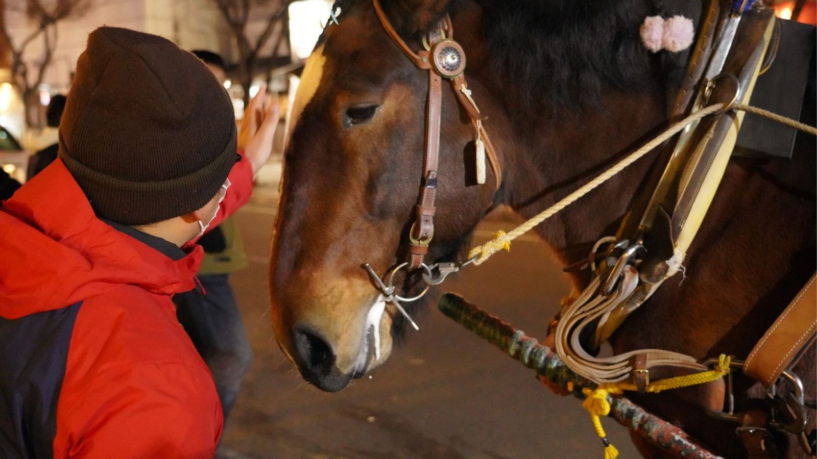 ばんえい競馬の元レース馬が曳く馬車で、夜の市街地を巡る「馬車BAR」。