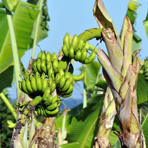 【大自然】一般的なバナナよりも甘味も酸味も濃い《島バナナ》