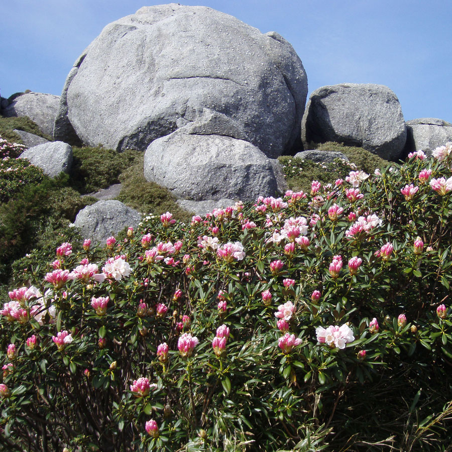 【大自然】見ごろは３月から５月《石摘花（しゃくなげ）》