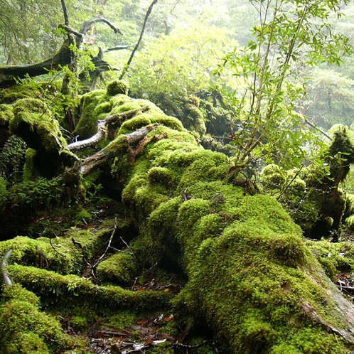 【大自然】神秘的な森・・・《白谷雲水峡》