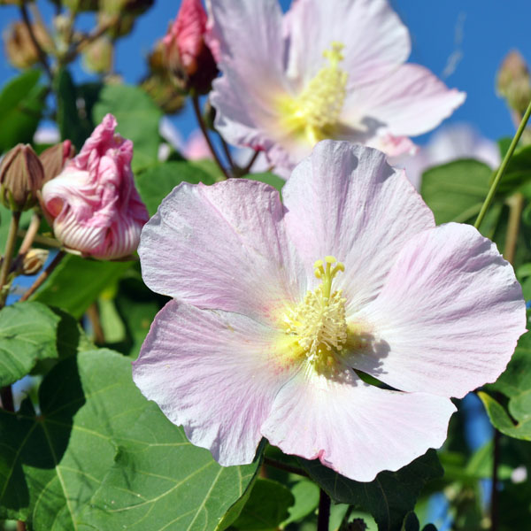 【大自然】屋久島の秋を告げる花で淡いピンクがの《サキシマフヨウ》