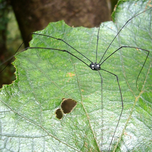 【大自然】長い足を持つクモのようにも見える《ザトウムシ》