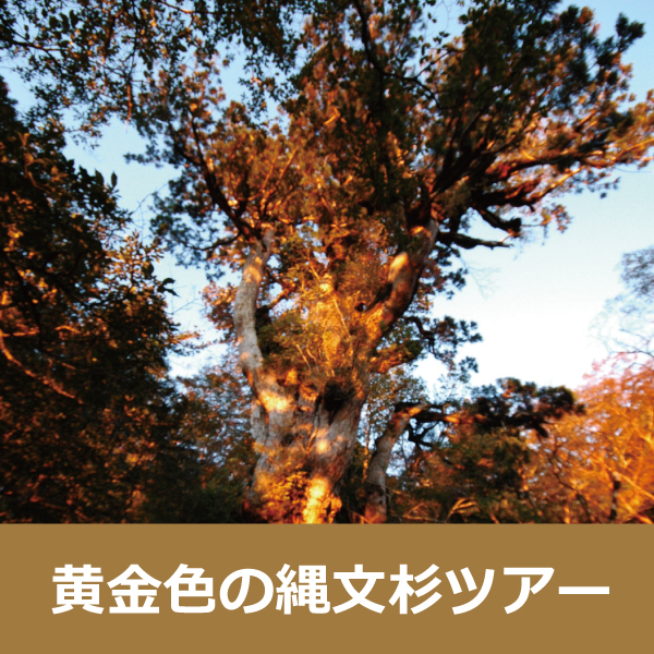 ■《黄金色に輝く縄文杉を拝む１泊ツアー★パワーをもらいに行こう！》プラン予約承り中！