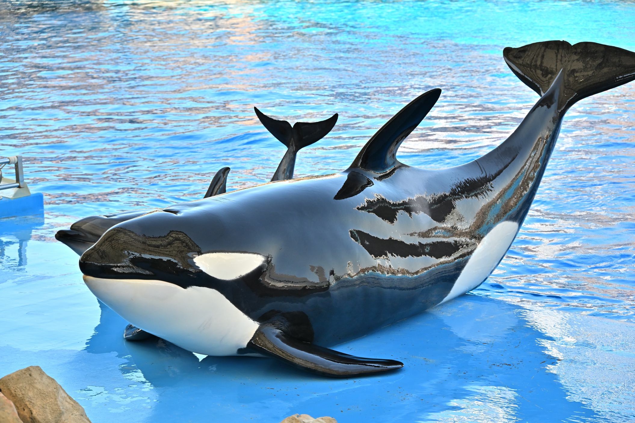ネット予約限定：名古屋港水族館チケット付きプラン【食事なし】