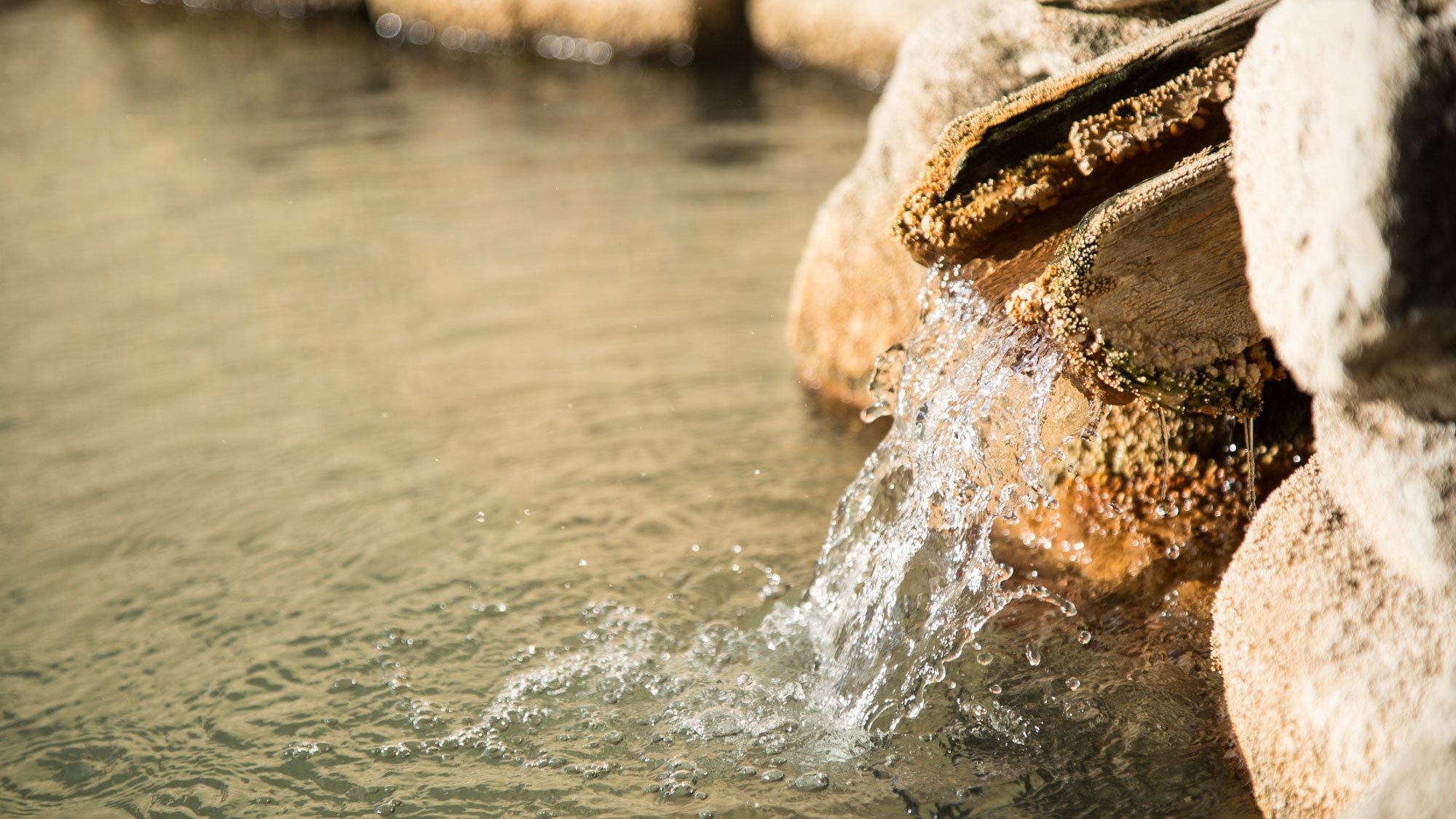 無料送迎有り！【釣り人プラン】早朝出発で釣りに行こう！【1泊夕食付/ヘルシーコース】