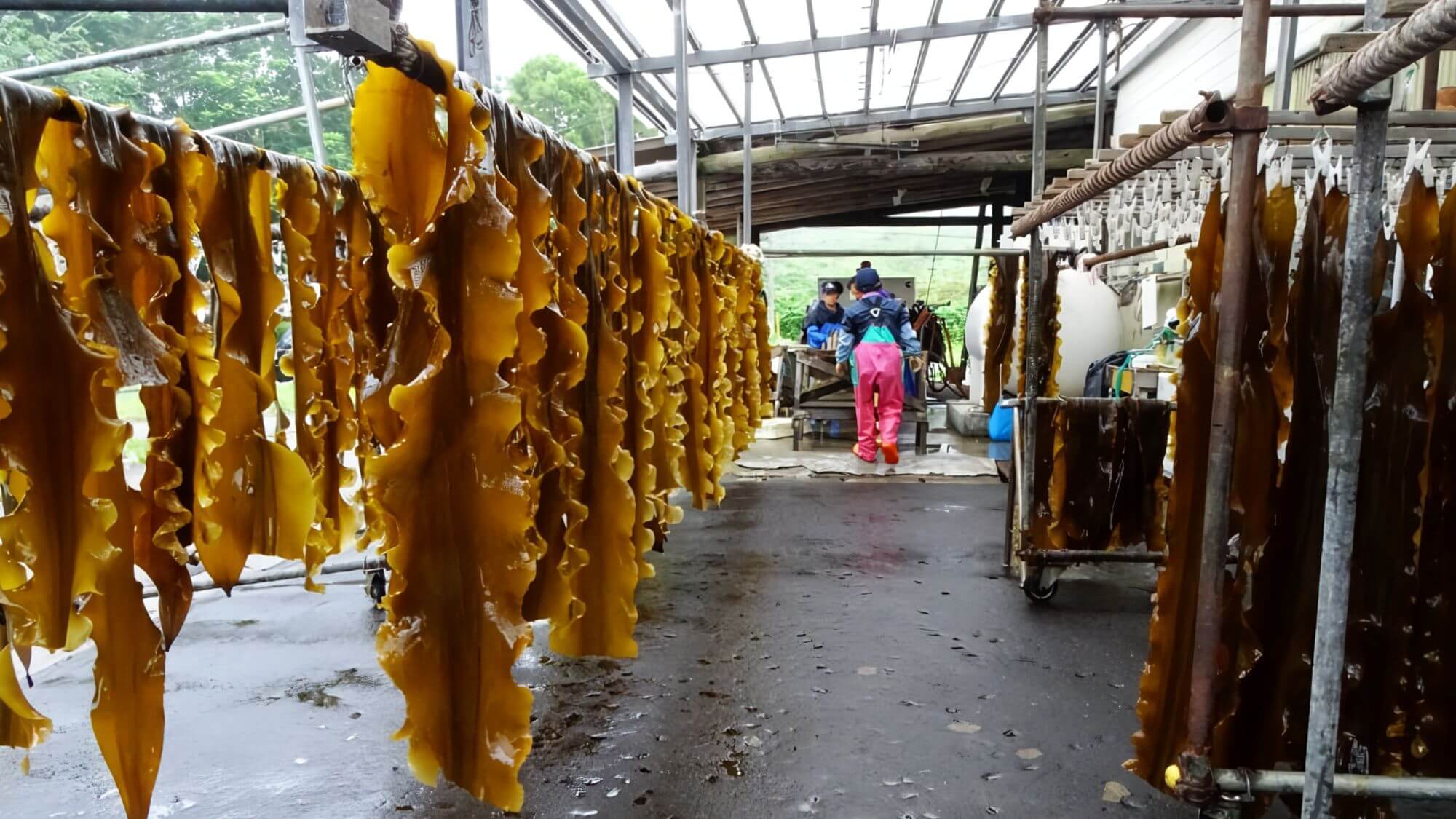 【真昆布漁】「昆布の王様」と称される最高級の旨味。恵山の豊かな海が育む、気品ある出汁の極みを堪能。