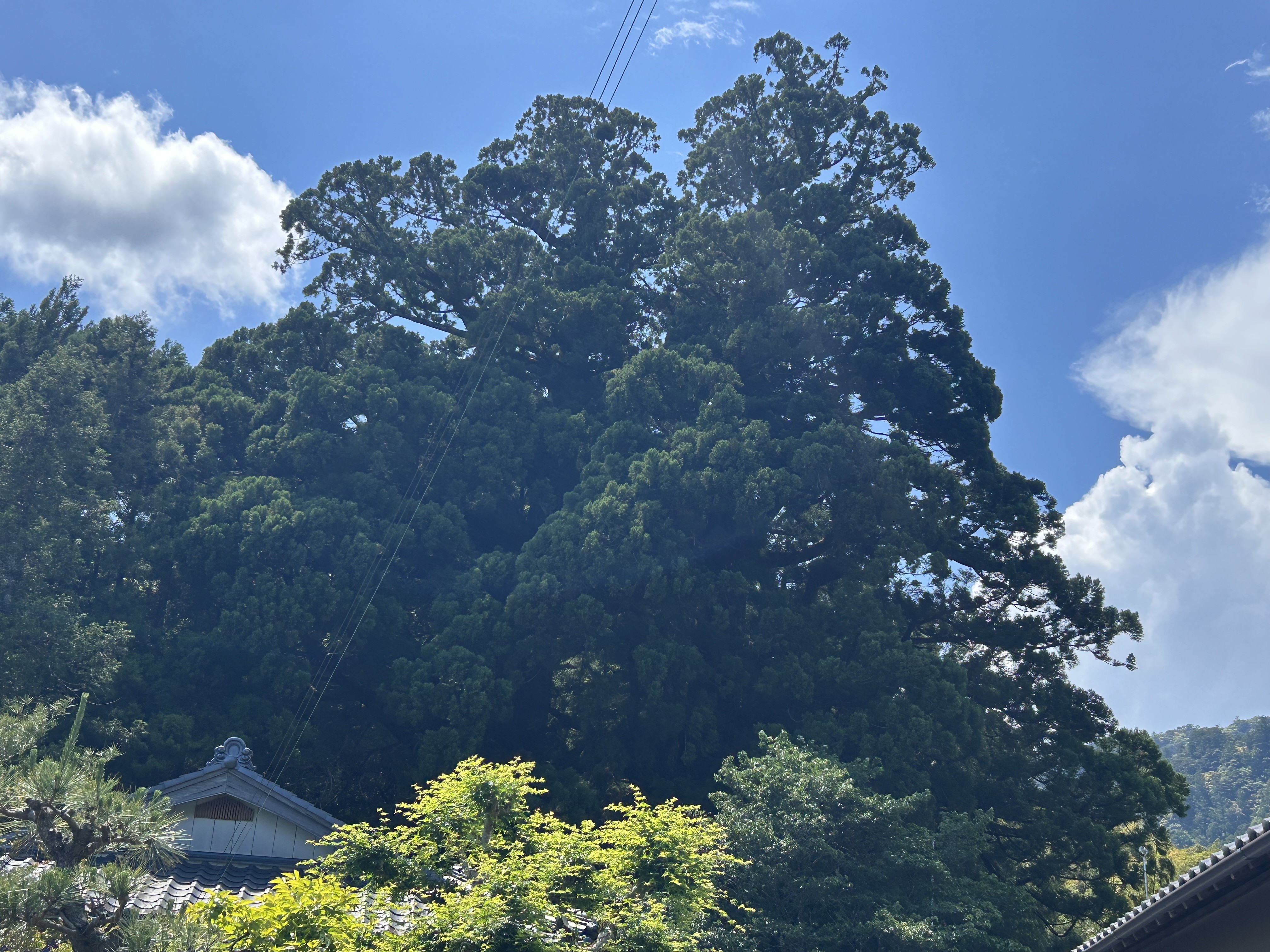 夫婦杉