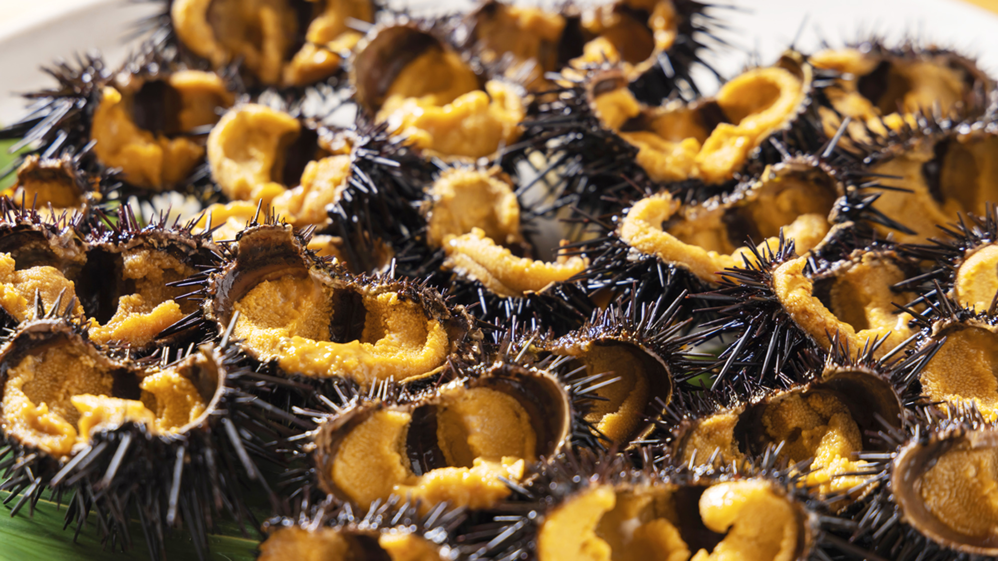 【お食事】南三陸の甘～い殻付きウニを沢山頬張ろう！！