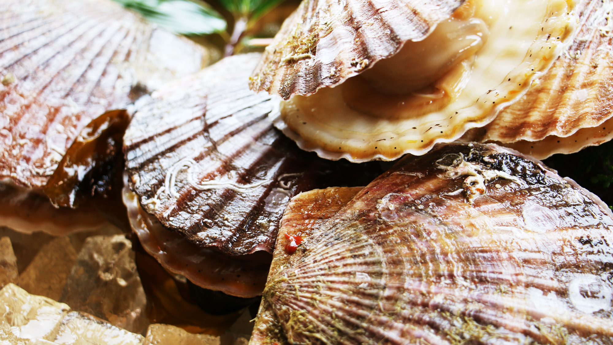 #【お食事】南三陸で獲れたホタテは新鮮で、濃厚で甘みがありプリっとした肉厚感！