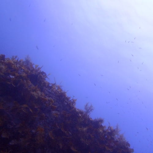 海の中のお魚