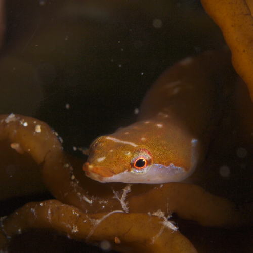 海の中のお魚