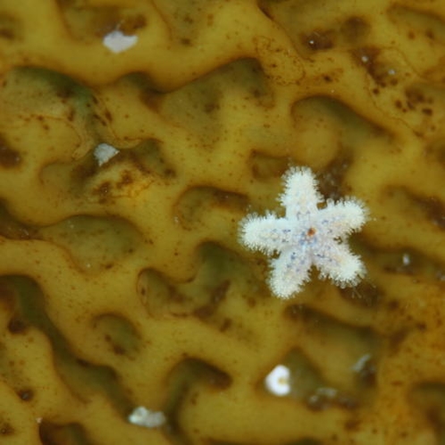 海の中のお魚見えます？