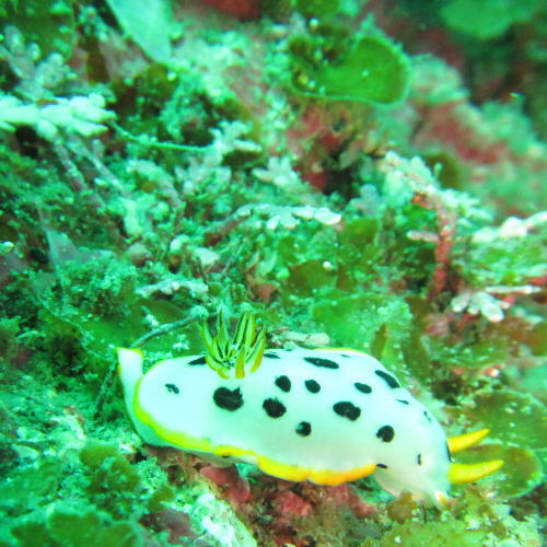 海の中の生き物