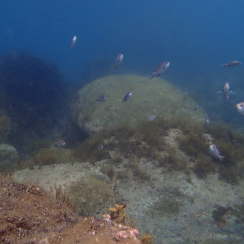 海の中のお魚