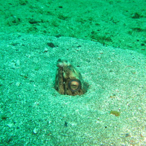 海中の砂から頭だしてるよ