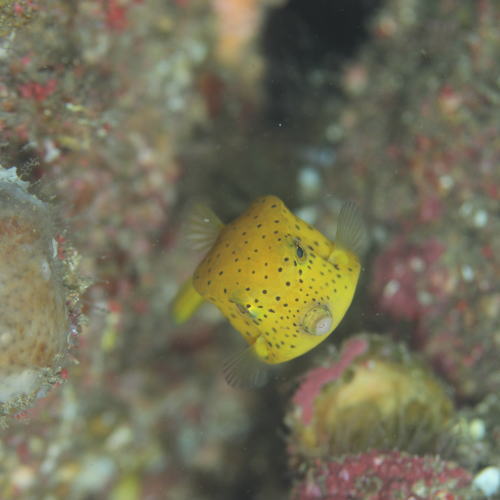 海の中のお魚