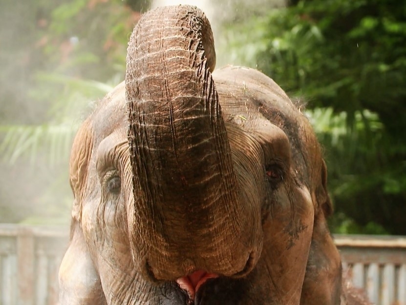 宇都宮動物園入園券付プラン(朝食付)