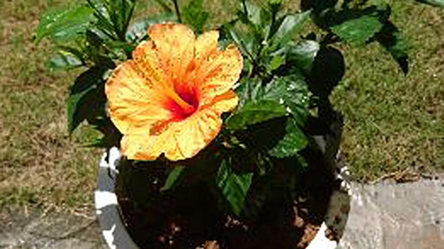 *沖縄の自然の恵み/南国ならではな鮮やかな花