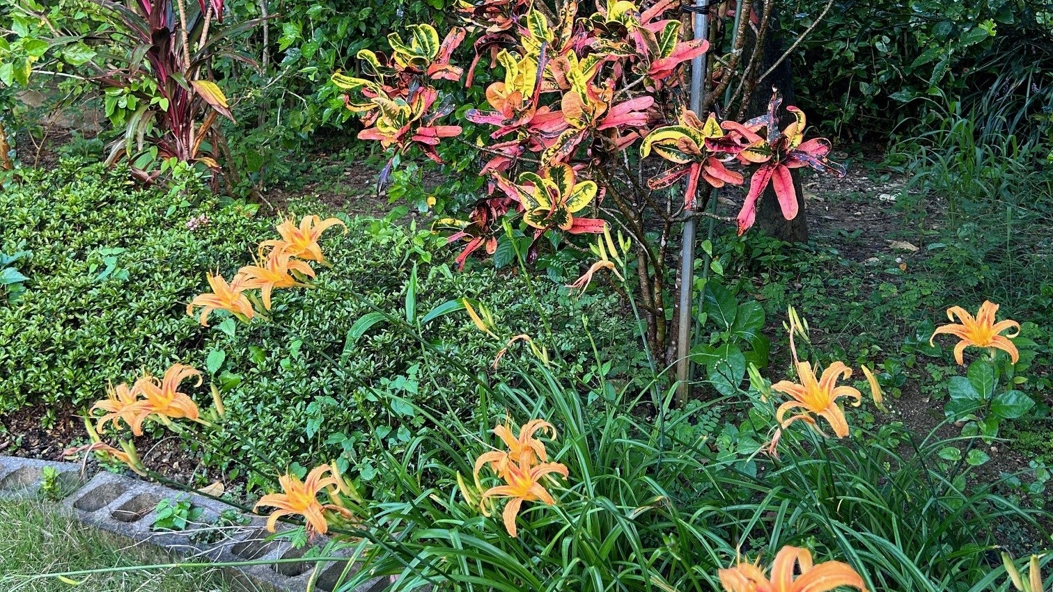 *庭／様々な植物でいっぱいの庭