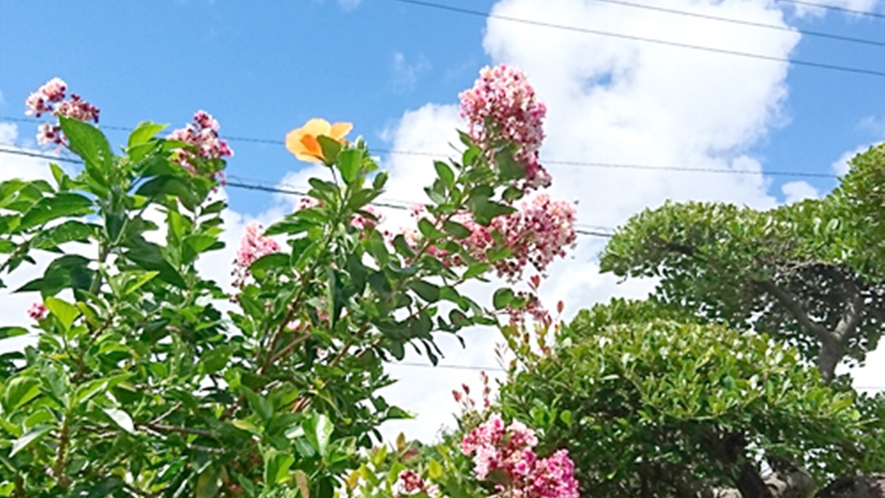 *青空に向かって、花々が咲きます。