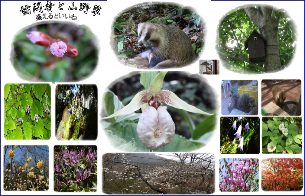 我が家の珍客と山野草