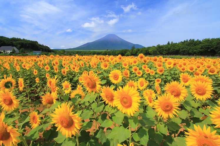 山中湖の花の都公園