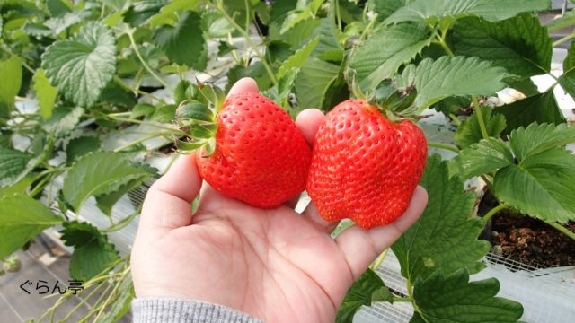 宜野座のいちご狩り（現在シーズンは終了してます）