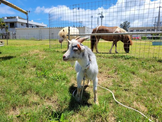 【動物】やぎさんとうまさん