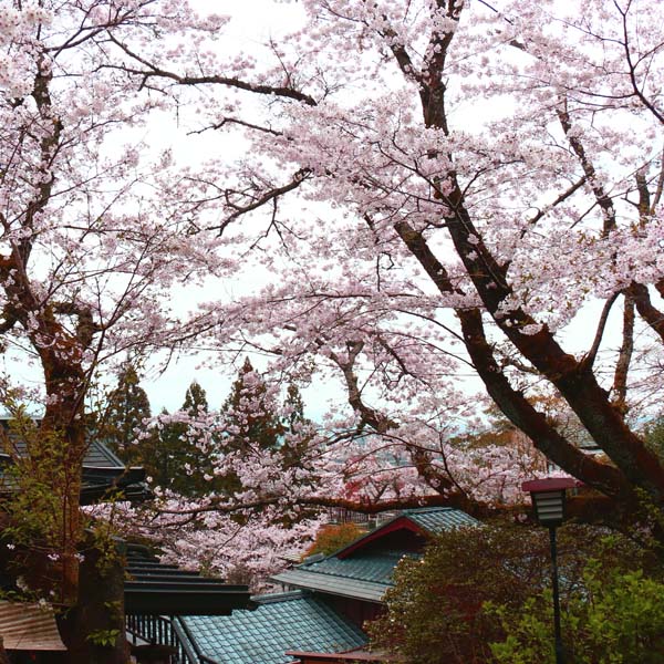 【石庭の桜】