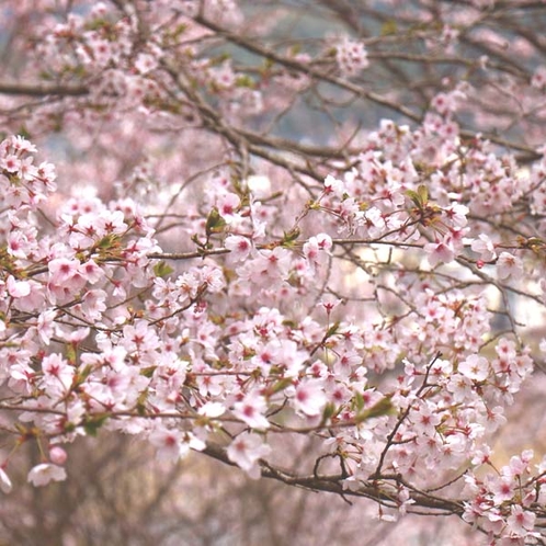 【石庭の桜】
