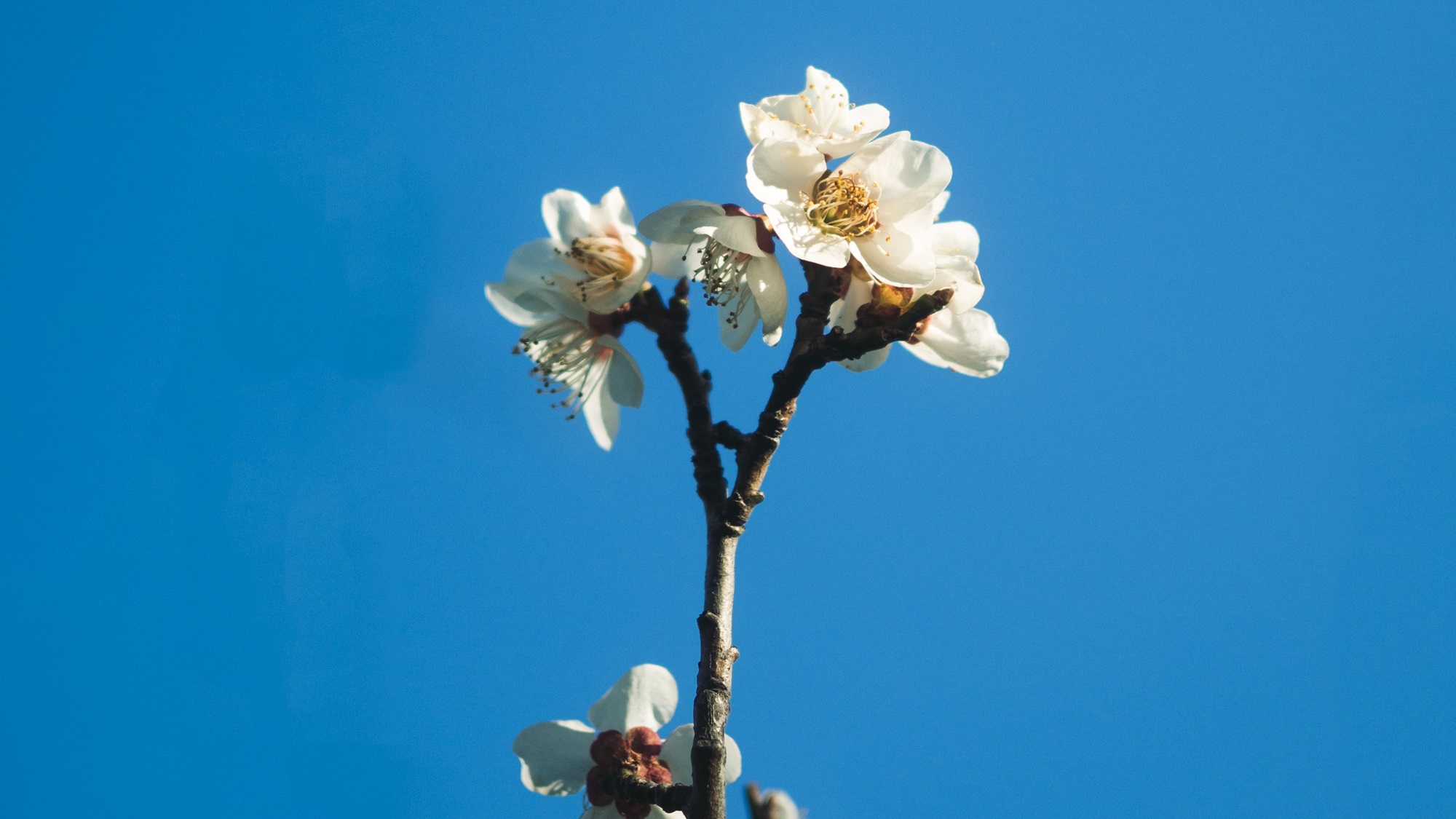 【熱海梅園コラボプラン】一足早い春の訪れを感じる　※一例