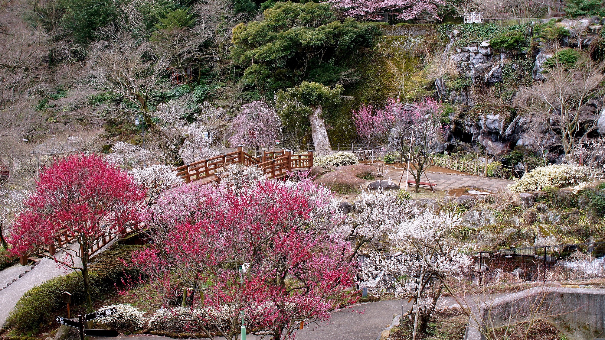 【熱海梅園プラン】2026梅まつりチケット付き！3/7までの期間限定で販売中(一例)