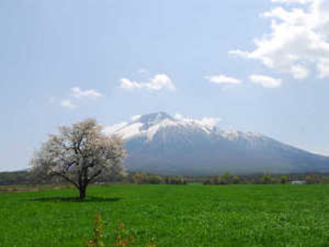 岩手山と上坊一本桜