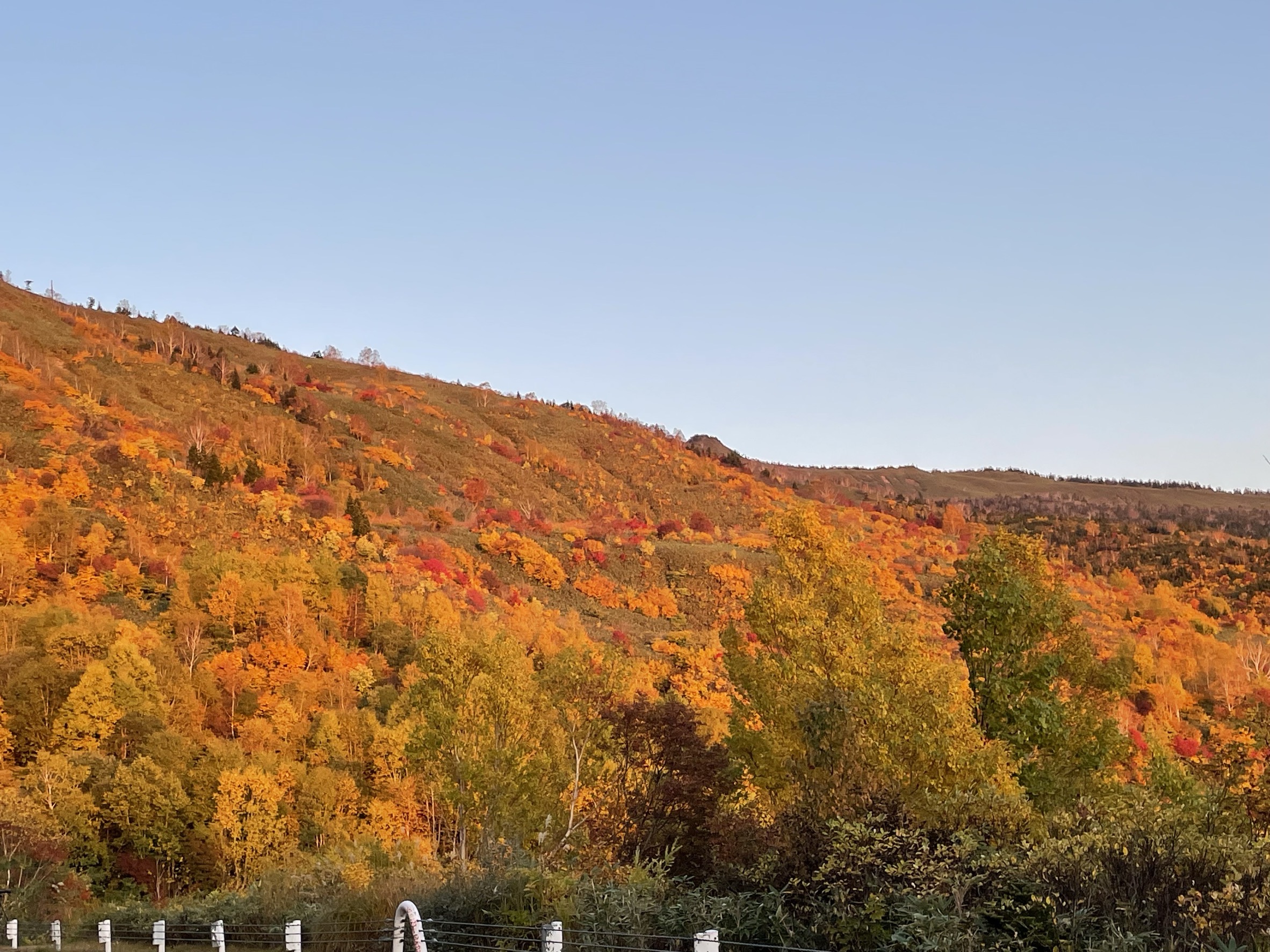 アスピーテライン紅葉