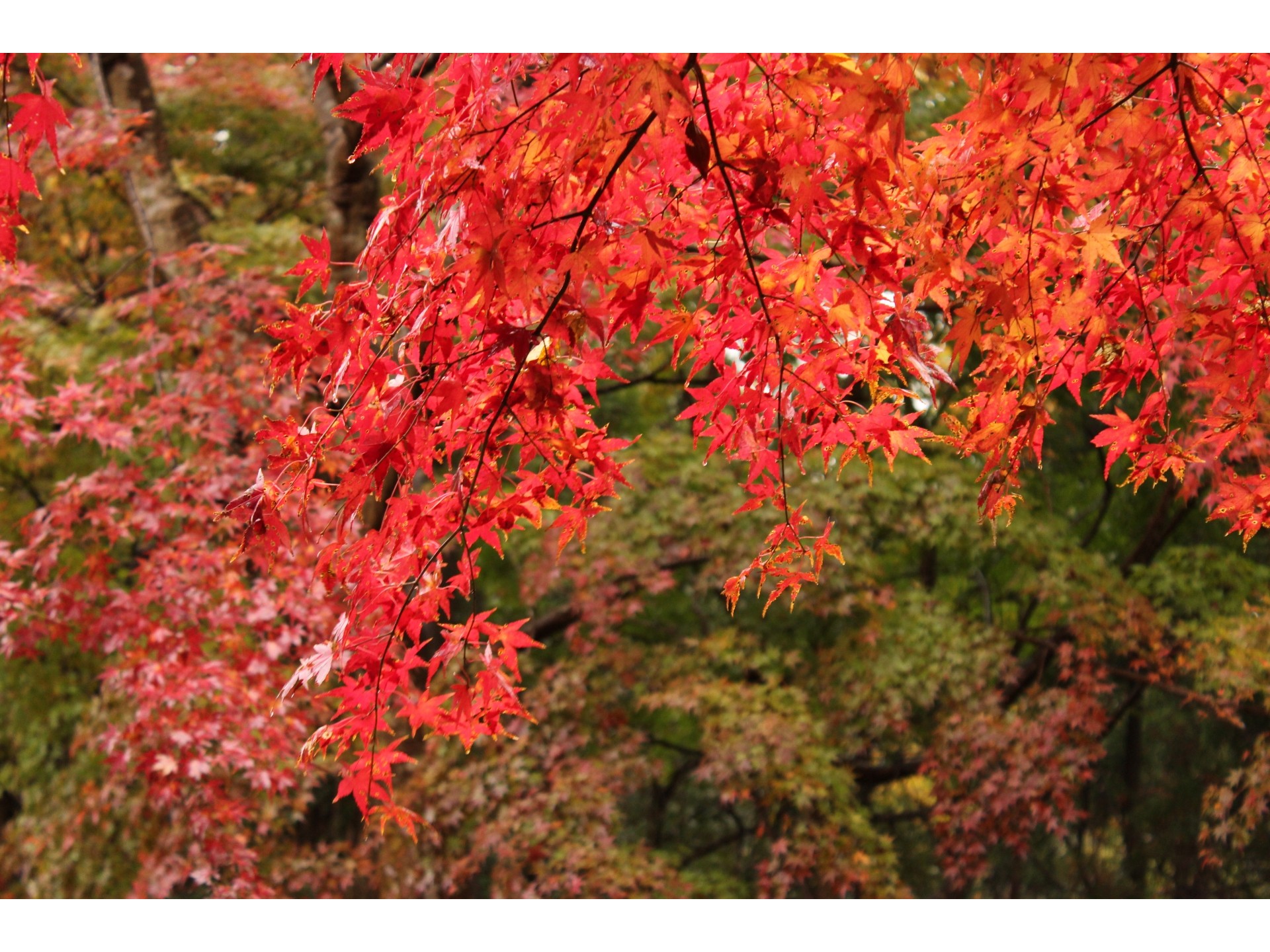 【小湊鉄道線】紅葉が色鮮やかな秋の養老渓谷