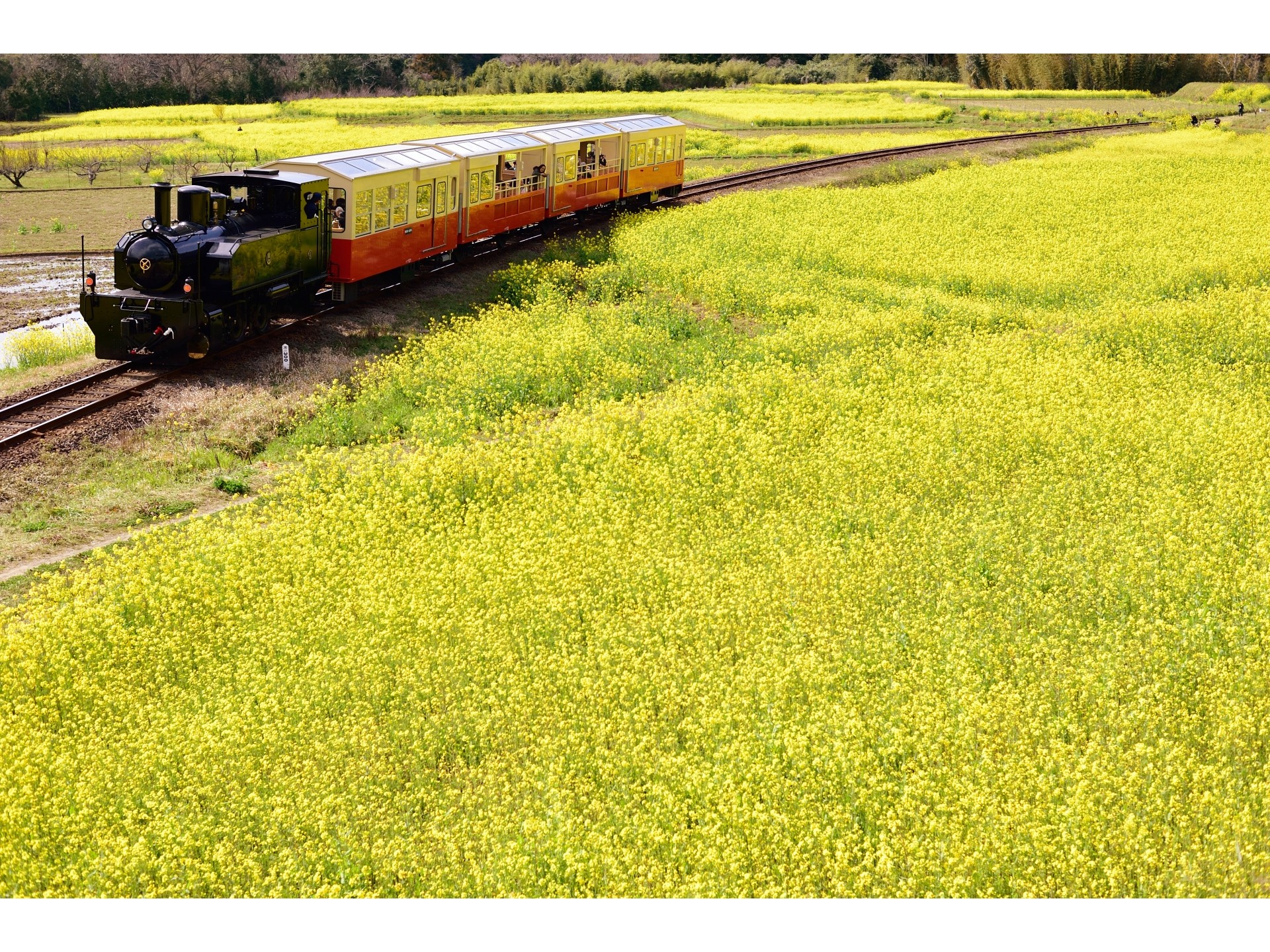 【小湊鉄道 里山トロッコ列車】四季を肌で感じることができます。