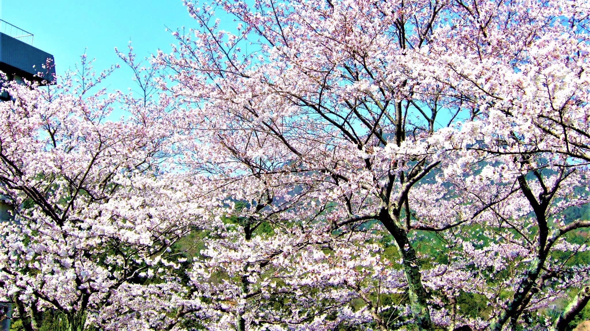 中庭の桜