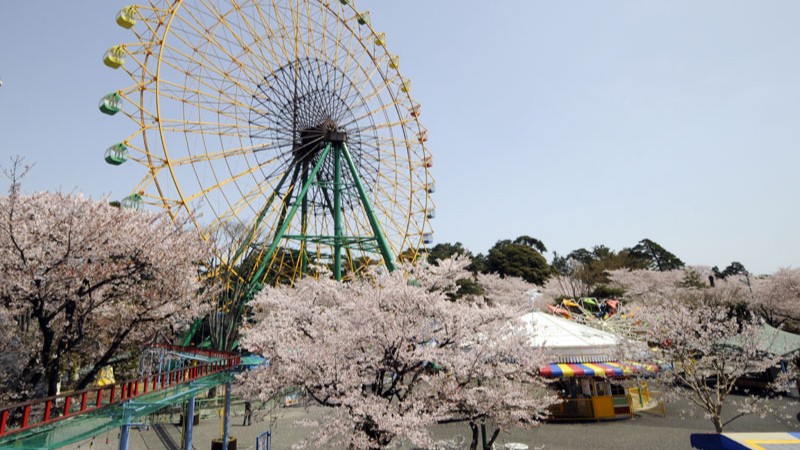 【近隣観光】〈桜〉華蔵寺公園（Auto Mirai華蔵寺遊園地 ）