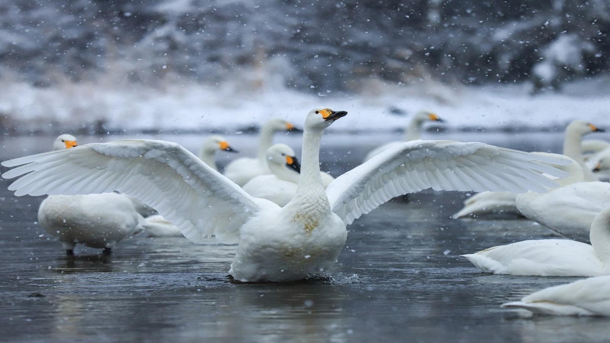 【冬のお宿ガストロノミー】地酒の飲み比べ特典付〇村上牛×鮭×地酒が奏でる冬のご馳走〜熱燗と一緒に