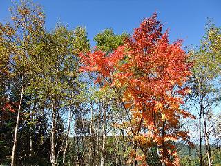Autumn in Yatsugatake, Shirakome Pond