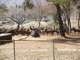 馬術競技場に降りてきた鹿の大群