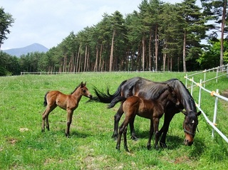 馬の親子（馬術競技場内牧草地にて）